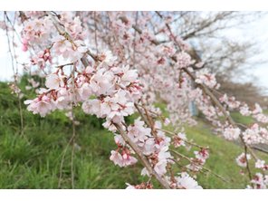 【ミサワホーム】　エムズコート安積荒井 現地南側に面した桜が開花しました♪（2024年4月5日）撮影