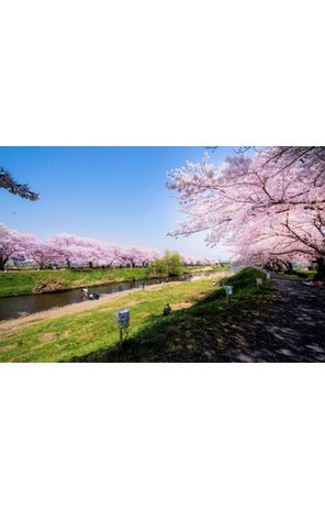 ハピ・リアン朝霞台Ⅱ～Ⅱ期販売～　【一戸建て】 黒目川まで300m 鮎がくる程きれいな水質の川で、水深も浅く夏は川遊びやBBQも楽しめます。春は桜の名所としてにぎわいます。