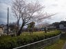 磯浜町（大洗駅） 530万円 南東側公園　春にはこのような桜が　お家からお花見できますよ