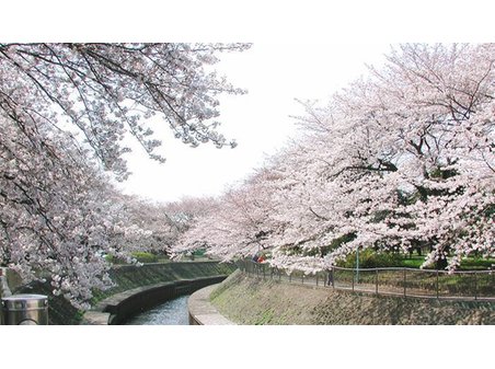 成田西４（南阿佐ケ谷駅） 1億3800万円 善福寺川緑地まで徒歩5分。全長約4.2kmの遊歩道。春のサクラから秋の紅葉まで、四季の変化を楽しみながらの散策に最適です。