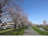 中古マンション　ナイスアーバン天王町 写真右手にマンションが写っております。遊歩道に近く、春の日は桜を眺めながらの散歩もいいですね！