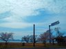安曇川町川島（安曇川駅） 200万円 現地付近の桜並木（2023年4月）撮影
