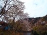 八瀬秋元町（八瀬比叡山口駅） 700万円 現地から山桜を望む1（2023年4月）撮影