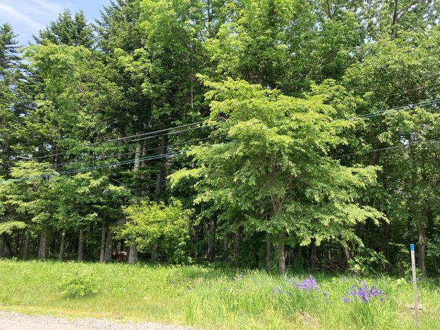 岩内町西1線(帯広駅) 180万円