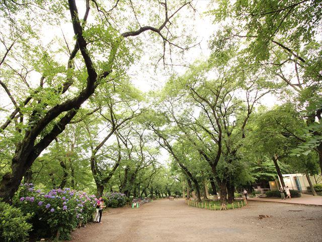 ミラスモシリーズ　三鷹市井の頭　新築分譲住宅・全1棟