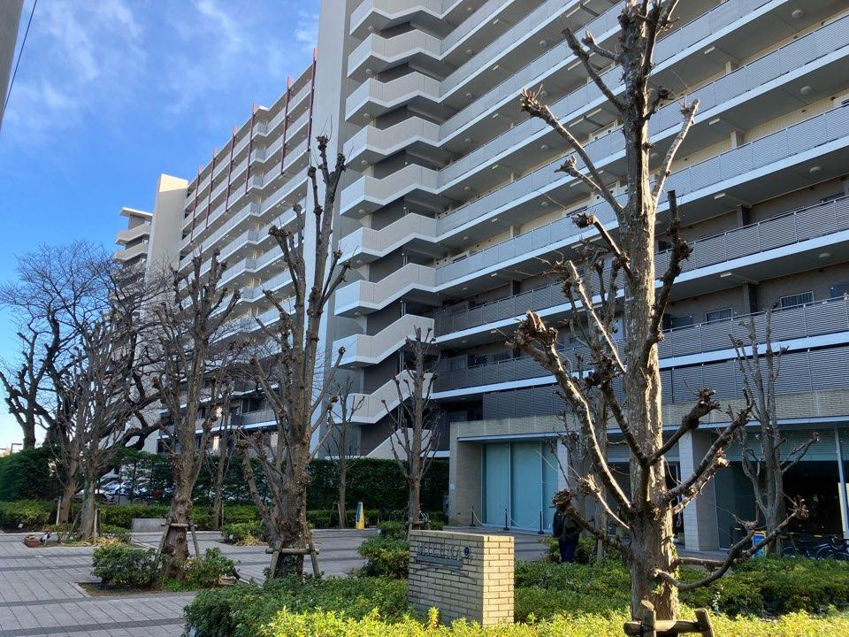ミレナ様200本