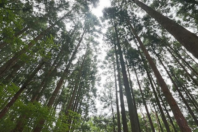 大東住宅 独自の基準・加工法で生み出した、七ツ森の木で建てる家の画像