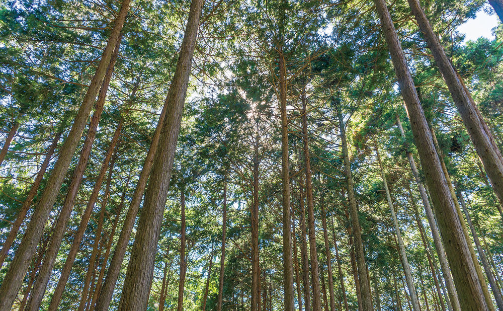 ヤマダホームズ 「檜」の力で支える、強く安心な住まいの画像