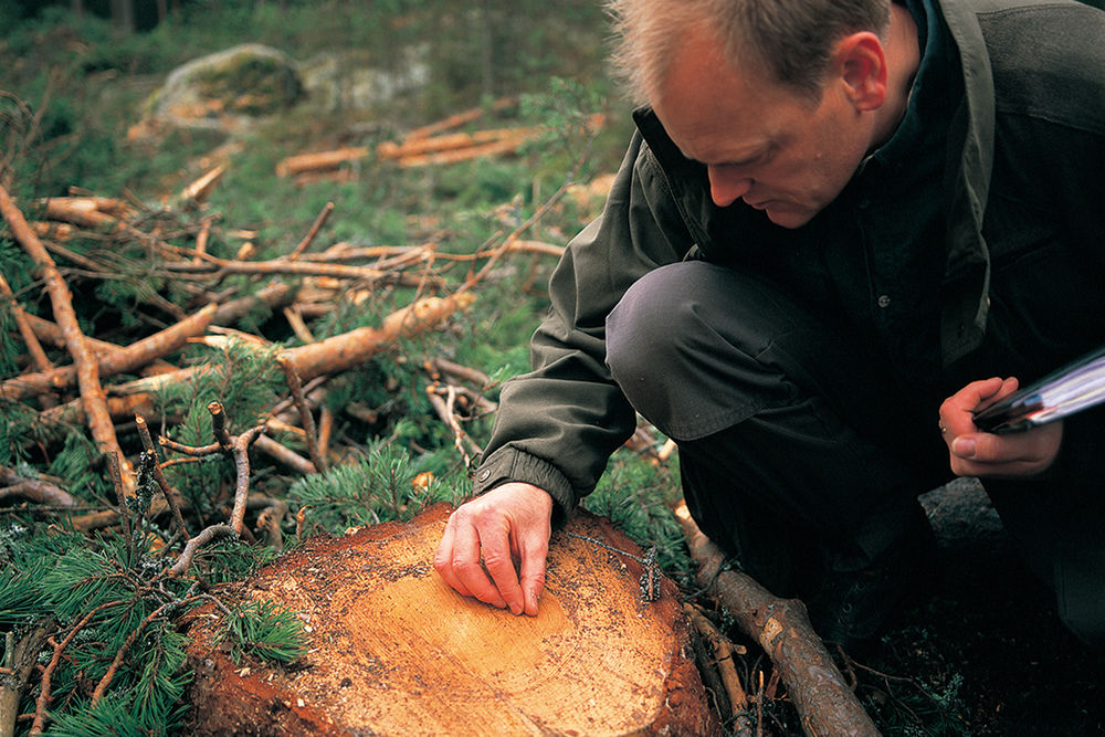 スウェーデンハウス 木材調達方針の策定と環境保全への取り組みの画像
