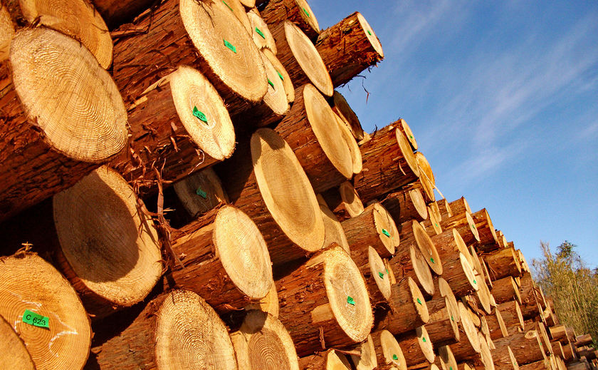 新産住拓 「天然乾燥」という加工プロセスにも、“てまひま”を惜しまないの画像