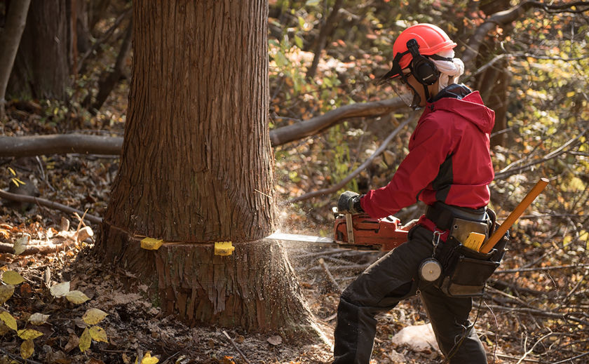 古河林業 顔の見える素材が基本。自社林で伐採した木を用いた国産材100％の家の画像