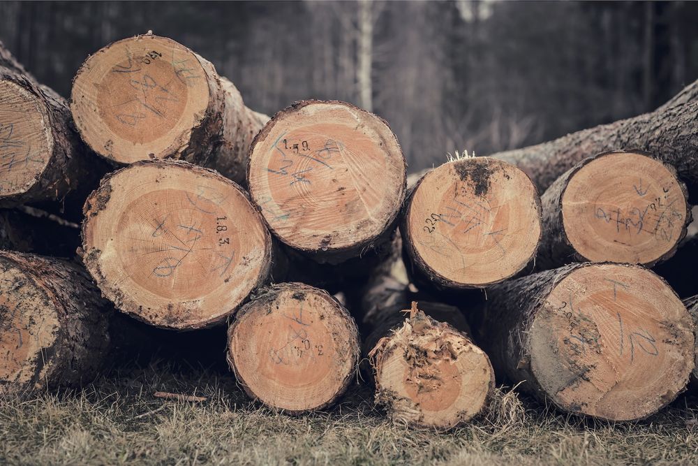 セルコホーム 質・適正価格・安定供給の視点から、主要構造材に森林王国カナダの良質な木材を使用の画像