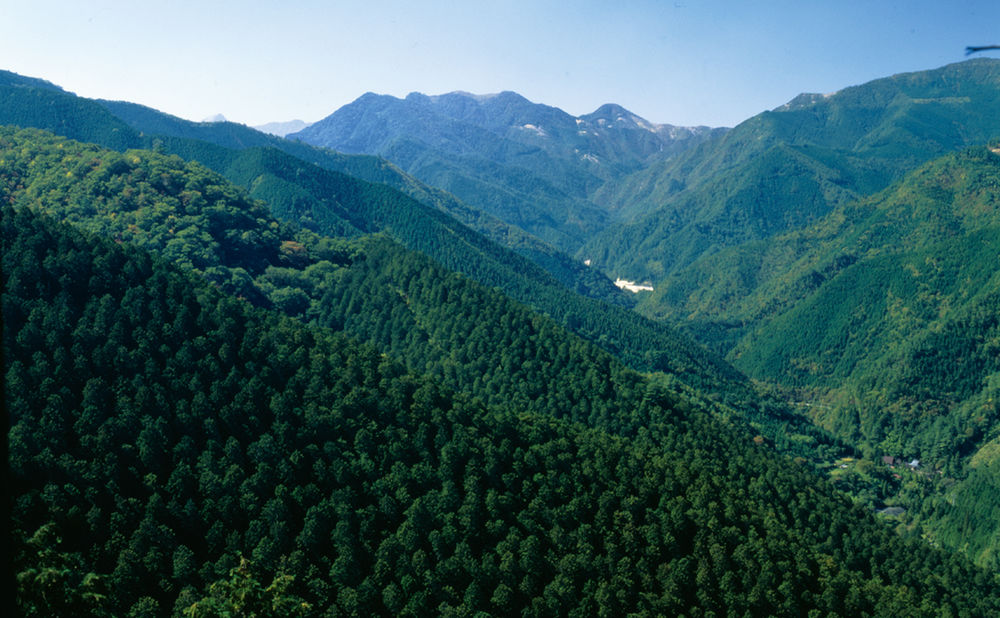 住友林業 グローバルなネットワークを活かし、持続可能な森から良質な木材を調達の画像