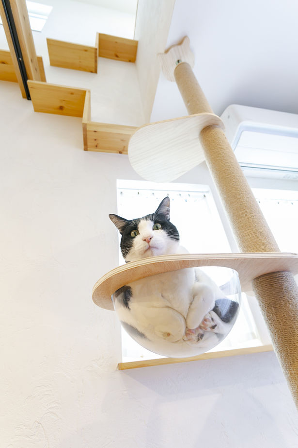 ＣＲＡＴＣＨ（クラッチ） 【北九州市/2545万円/2LDK/間取図有】愛猫も大満足！キャットウォークを創作した住み心地◎猫ちゃんハウスの建築実例画像8