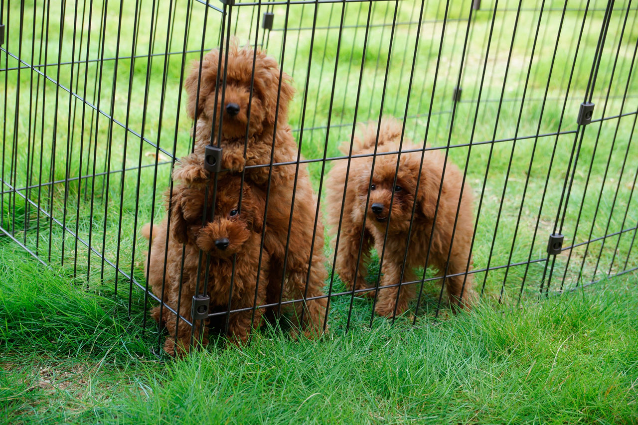 Art Yoshikawa設計事務所 吉川住建 【岡崎市|2000万円台|RC混合造|インナーガレージ】平屋感覚の家。愛犬と楽しむ庭、星空を眺めるバスルームの建築実例画像9