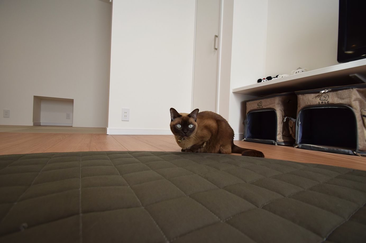 ファイブイズホーム 【坪単価50.4万円】キッチンを中心にしたLDK。緩やかに家事スペースと寛ぎ空間をゾーニングした住まいの建築実例画像7