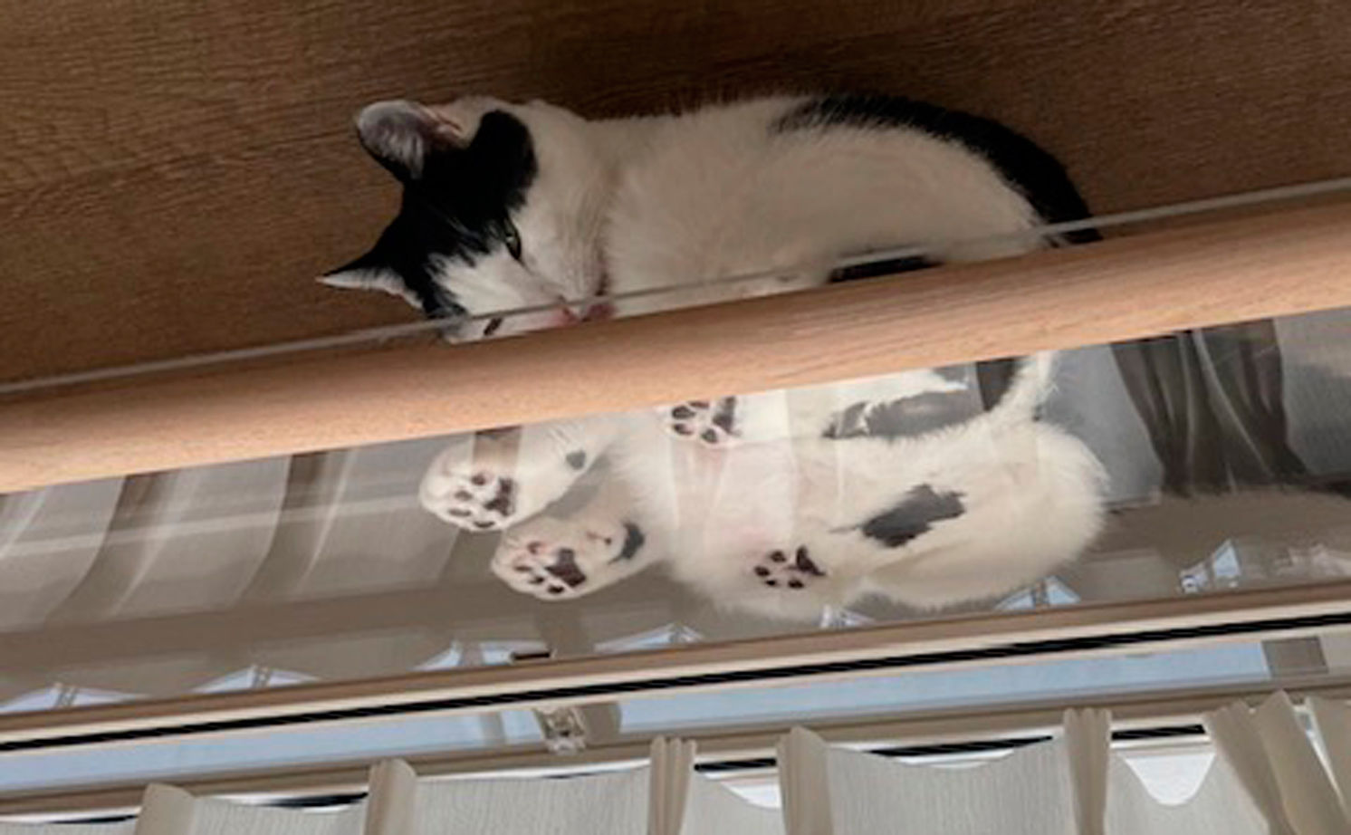 リアルホーム 【本体価格1950万円/間取図有/ガレージ/平屋】豊富な収納や動線にこだわった、愛猫と暮らす趣味を楽しむ家の建築実例画像15