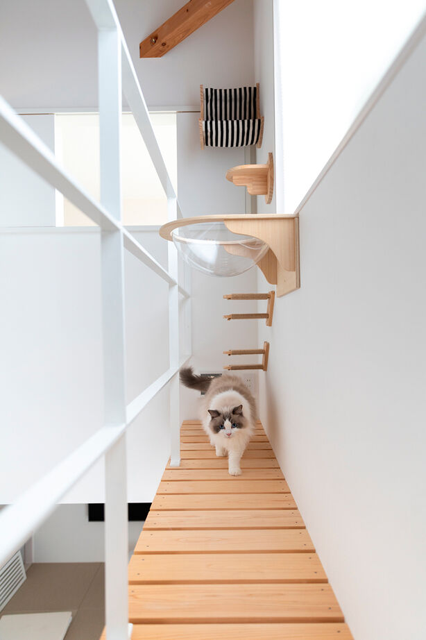 CASA LABO（カーサラボ） by ショーナン・ホーム 【30坪未満の2階建て｜猫と暮らす家】“広さの基準”が変わる？！変化する間取りがスゴイ【ECOボード】の家の建築実例画像4