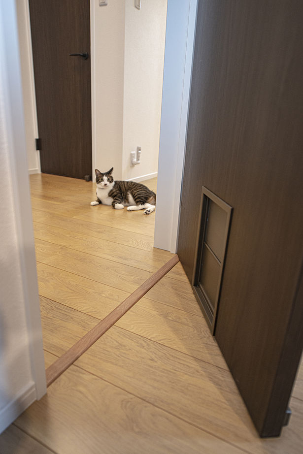 アローラホーム 【堺市・1000万円台・土地探し・間取り図有】カフェスタイルのキッチンで一息、愛猫と過ごす至福のリビングの建築実例画像9