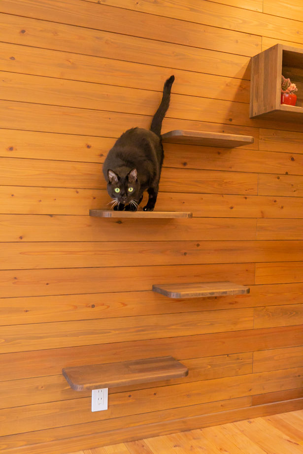 タツホーム　竜建 【1500～1999万円/35.8坪】中庭で家族も猫ものびのび遊べる！半二世帯の平屋の建築実例画像9