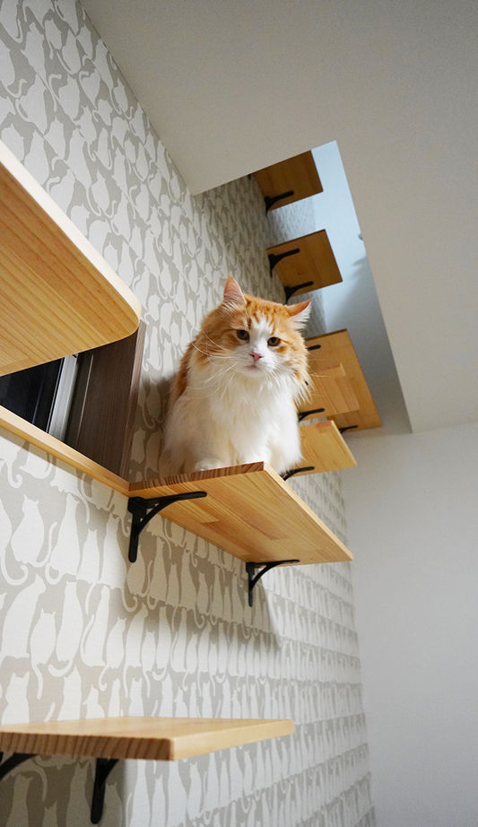 ブラザー不動産 【名古屋市｜ビルトインガレージ｜2階LDK】愛車を眺められる寝室と、愛猫ご満悦のにゃんこ動線の建築実例画像3