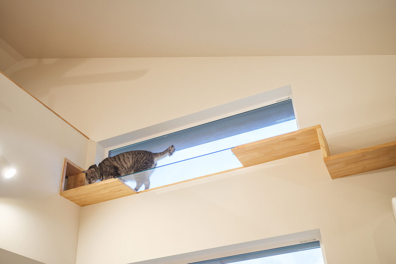 KEIJI一級建築士事務所 【W断熱・2階LDK・4000万円台・50坪台・二世帯住宅】天井梁を工夫 愛猫も子どもものびのびアトリエのある家の建築実例画像5