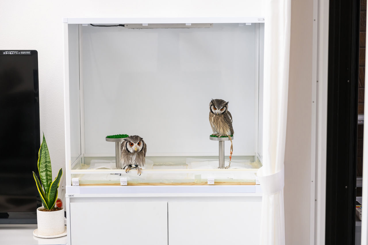 桧家住宅　(日本中央住販) 【大阪府/間取図/ビルトインガレージ/屋上庭園】愛車を眺め、趣味を楽しむ高品質な邸宅。の建築実例画像7