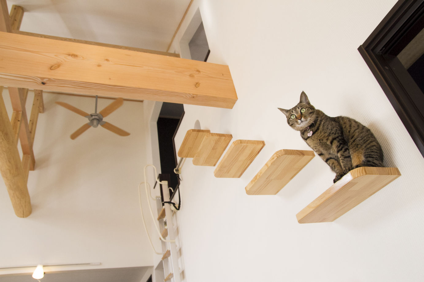 昭和住宅 【2975万円】丸太梁は、愛猫のお気に入り。キャットウォークが縦に広がる開放的な平屋の建築実例画像5