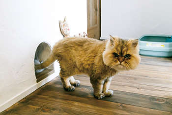 アートクラフト 【2500～3000万円/50坪台/埼玉県】《完全分離二世帯住宅》フレンチアンティークのおしゃれで自分らしい空間の建築実例画像9