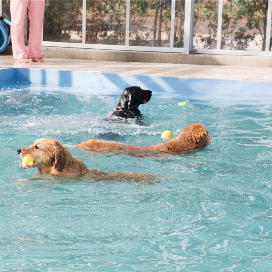 ブリリアントホーム 【平屋】夢を叶えたドッグランとドッグプールのある店舗併用住宅カバードポーチが印象的なアメリカンハウスの建築実例画像10