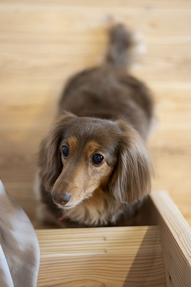 寿工務店 【自然素材×平屋】無垢材と間仕切りのない広々空間で、人もペットも心地よくの建築実例画像8