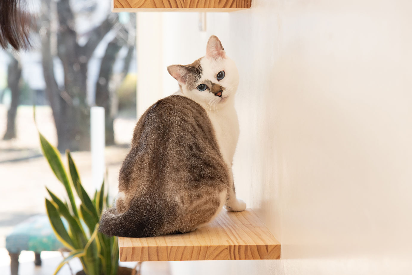 木のすまい工房 【2000万円台／平屋／ペット／自然素材／間取図有】愛猫と穏やかに暮らす明るい木の平屋の建築実例画像20