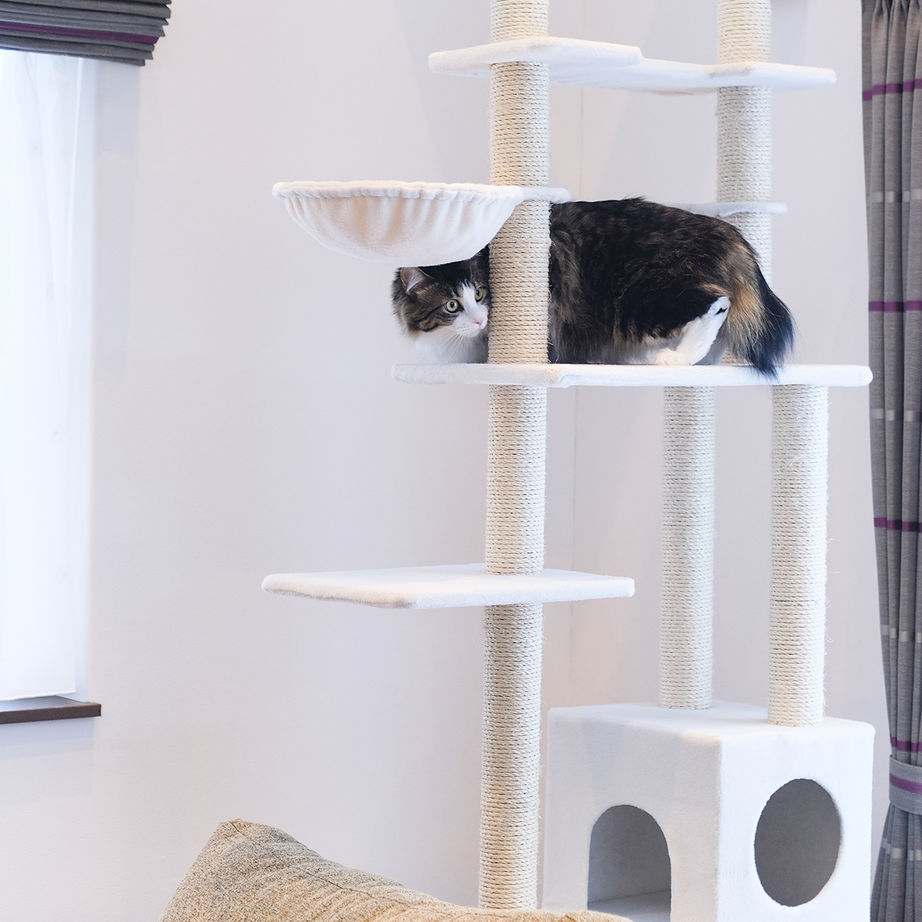 maida koumuten 【江別市/間取り/2LDK＋猫スペース3畳/吹抜け/床暖房】愛猫と暮らす吹抜けキャットウォークのある家の建築実例画像9