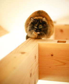 アーキホームライフ ［大阪・1000万円台・30坪以下・駐車場有］1000万円台で大阪でのびのび暮らせる平屋が建てれる（間取り有）の建築実例画像6