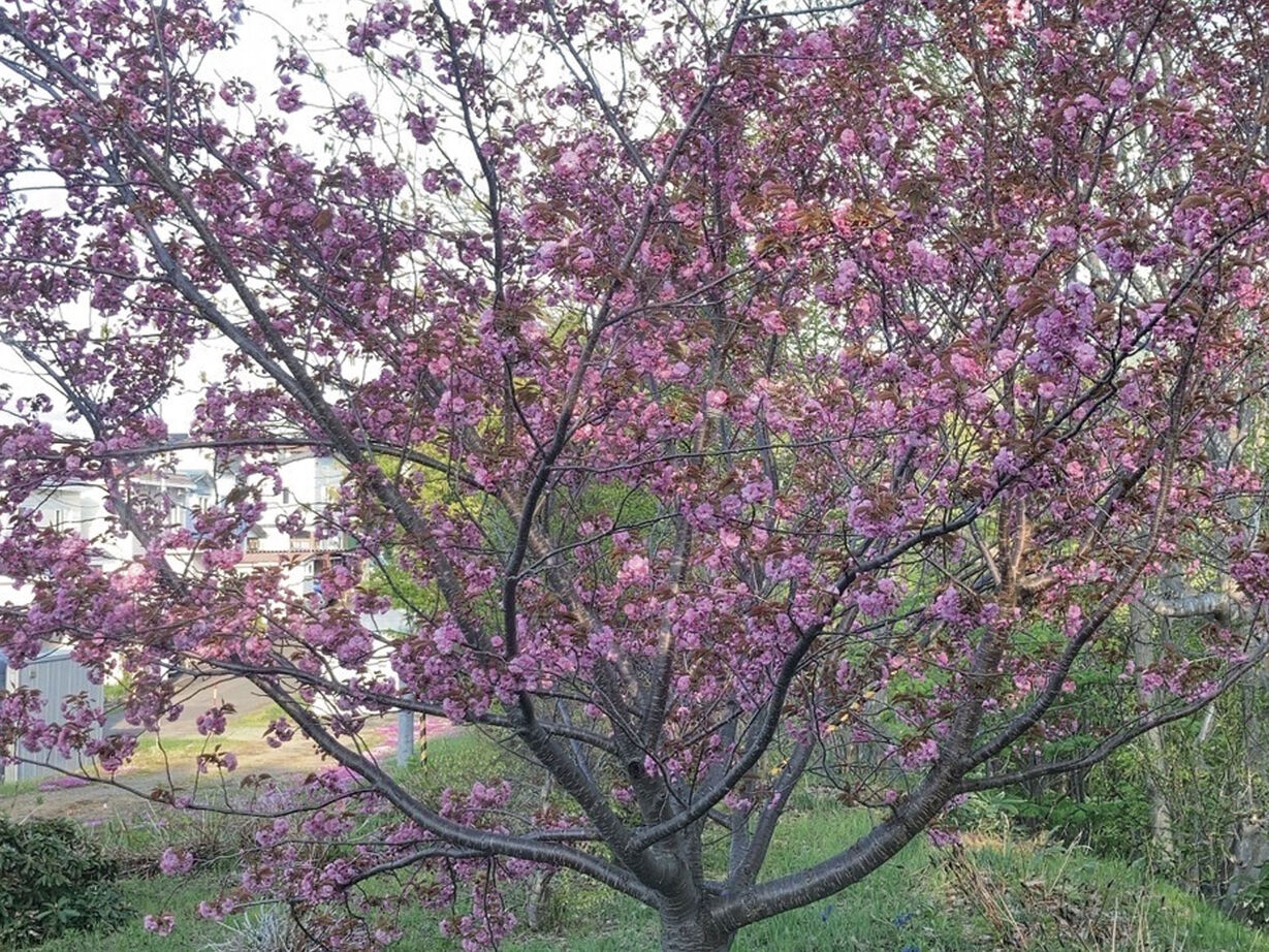 アートホーム 【A-Prot】｜札幌市｜四季の眺めと家族の時間を楽しむ緑に浮かぶ展望リビングの家「移ろう描写」の建築実例画像15