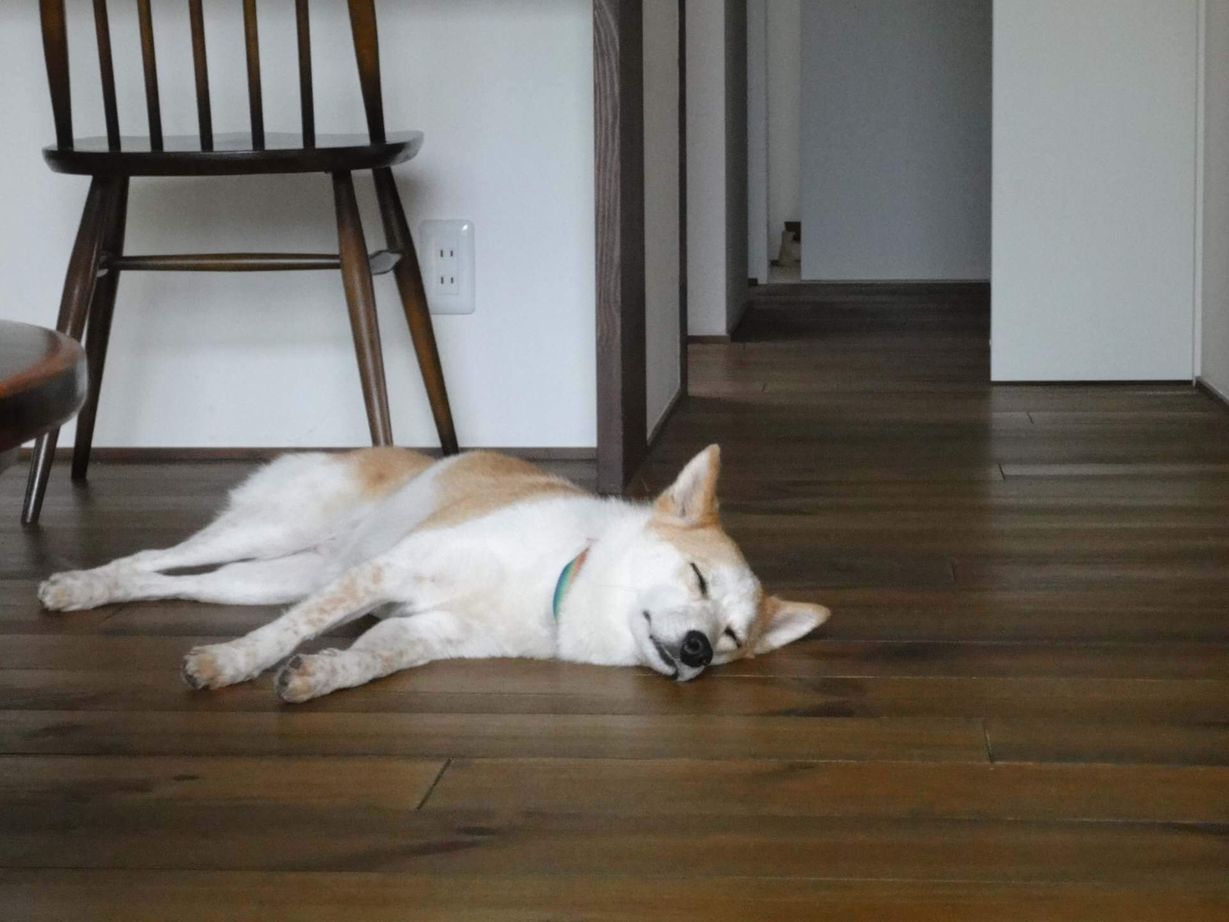 悠悠ホーム 【2000万円～2500万円で建てた家】ジャズと珈琲が似合うレトロな平屋。夫婦で語らい、わんこと共に暮らす家の建築実例画像6