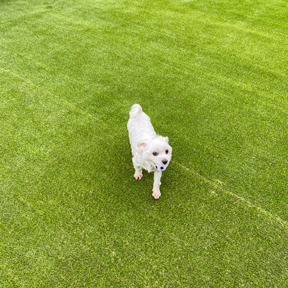 杉内建設 【本体価格2423万円/40.3坪/平屋】蓄電池付き！全館空調の平屋。ドッグラン付きのお庭にワンちゃんも大満足の建築実例画像10