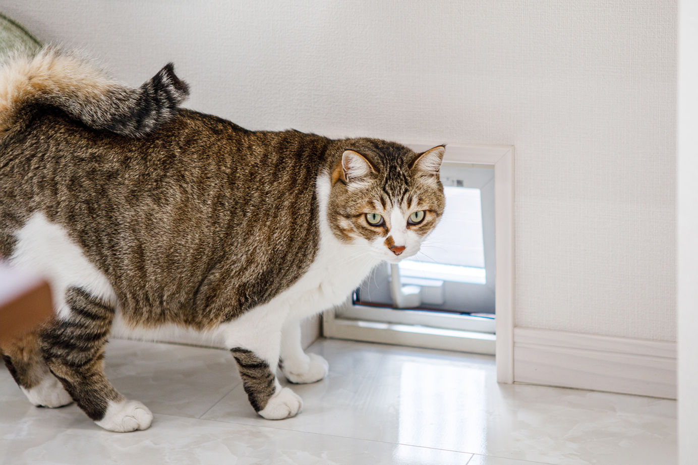 「完全フル装備の家」富士住建 【平屋/ペット/ワークスペース/間取り図有】愛猫と快適に暮らせるキャティオのある平屋の建築実例画像9