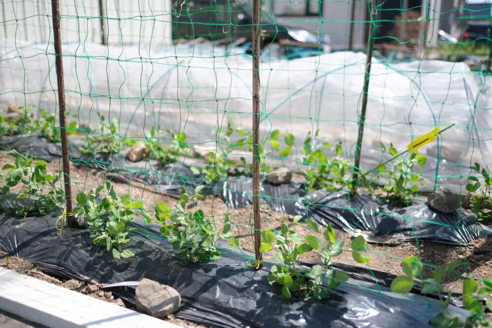 北王 【菜園がある家】自然で無理のない、美意識が溶け込んだ室内の建築実例画像9