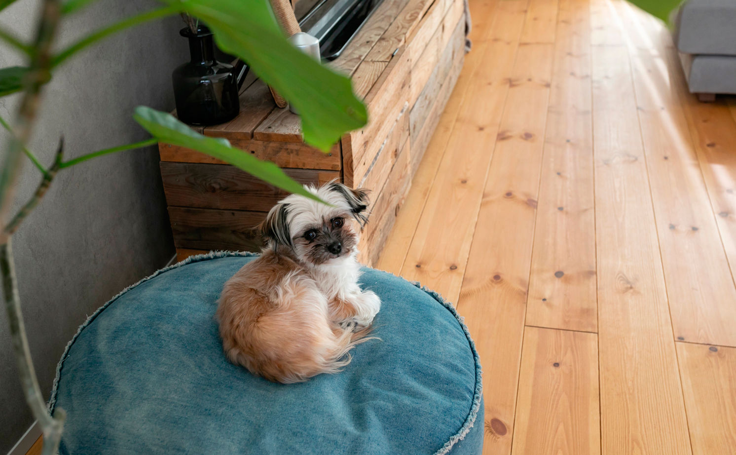 いい家つくる。善匠 【30坪未満｜中庭｜間取り有】中庭が見える玄関からLDKはワンフロアな間取り「開放感が気に入っています」の建築実例画像14