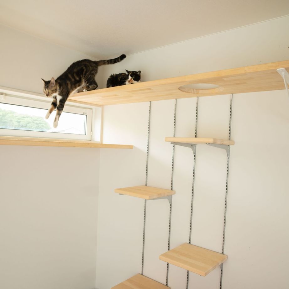 アルルホームズ 【2000～2500万円】犬と猫と一緒に暮らす ペットファーストの平屋の建築実例画像4