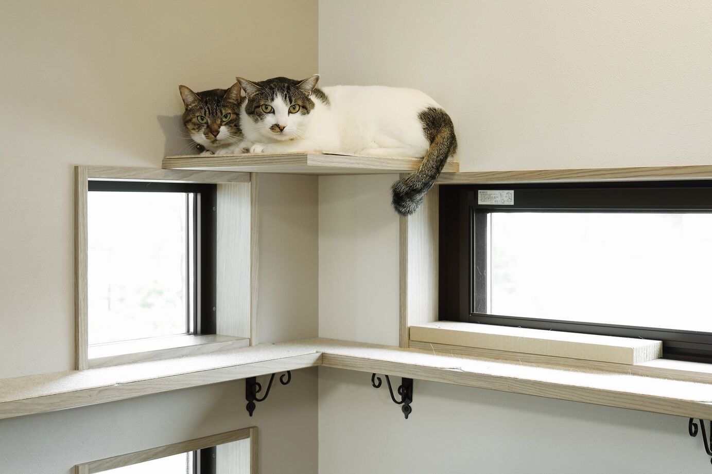 オネスティーハウス　石田屋 【平屋/ランドリースペース/間取図有】大空間リビングの平屋で猫ちゃんとゆったり暮らす喜びの建築実例画像4