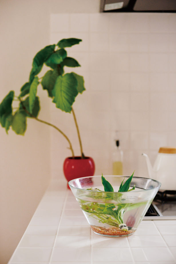 ロビンスジャパン 【1000万円台・平屋の家・間取り図公開】好きな雑貨に囲まれて暮らす「おうちカフェ」なフラットハウスの建築実例画像10