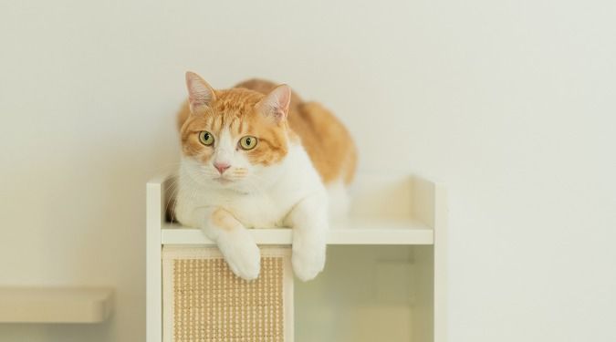 パパまるハウス 外出中もしっかり室温管理。人もペットも快適に暮らす「癒し」の住まいの建築実例画像3