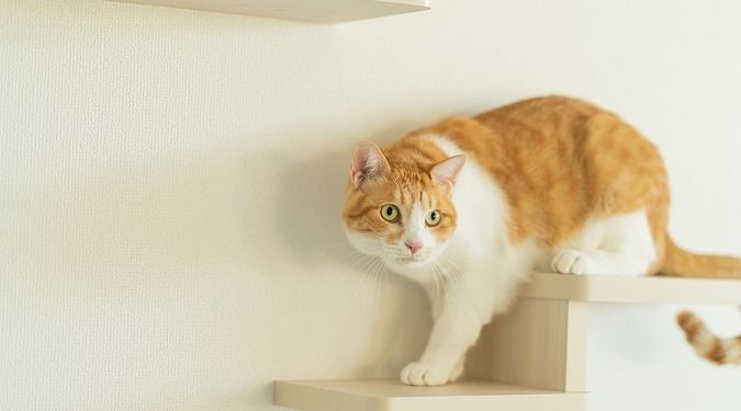 パパまるハウス 外出中もしっかり室温管理。人もペットも快適に暮らす「癒し」の住まいの建築実例画像5