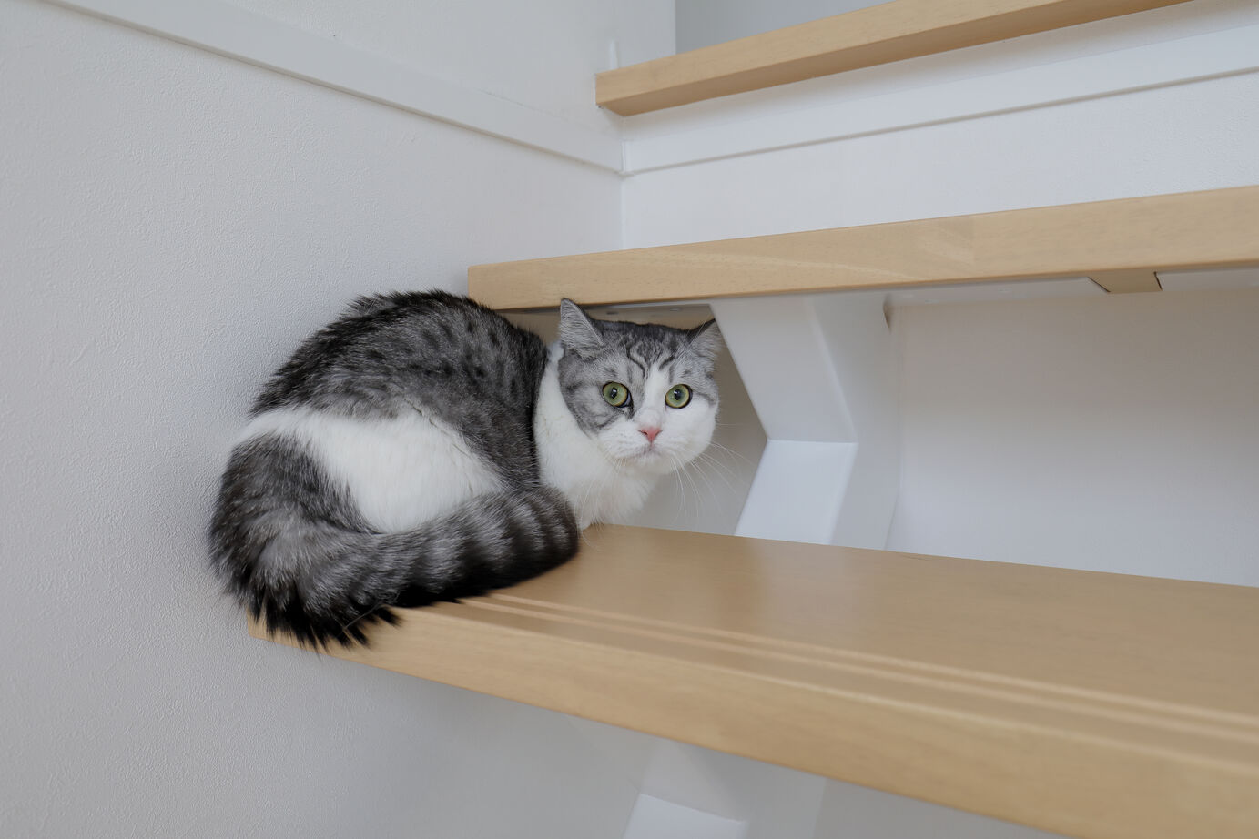 一条工務店 猫もよろこぶ暖かさ。大きな吹き抜けのある開放的な住まいの建築実例画像12