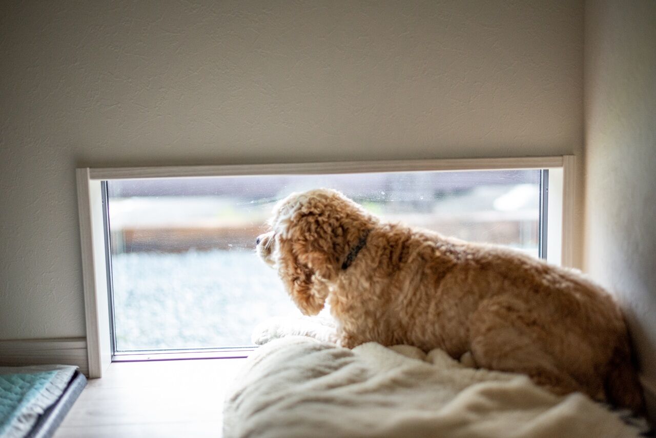 サンクスホーム 【2000万円台×平屋｜間取り図有】大切な愛犬と共に、居心地のいいリビングで団らんを楽しむ家の建築実例画像7