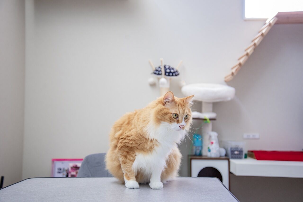 サンクスホーム 【1000万円台×平屋｜間取り図有】2匹の猫とのびのび暮らす、北欧テイストのミニマムな平屋の建築実例画像5