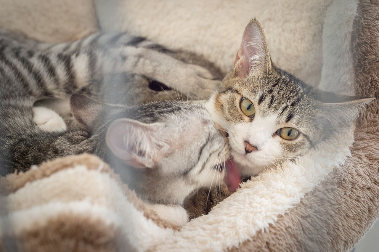 サンクスホーム 【2000万円台×店舗併用住宅｜間取り図有】ご夫人の夢を叶えたサロン併設の住まいの建築実例画像10