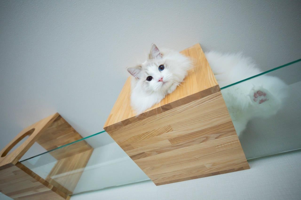 ＩＤ アーキテクチャル アトリエ 【岩見沢市/ペットとの暮らし】猫好きも納得のプラン！猫も人も伸び伸び暮らせるキャットウォークのある家の建築実例画像1